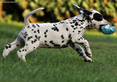 Christi ORMOND Penny Lane - Monokel (Hündin)