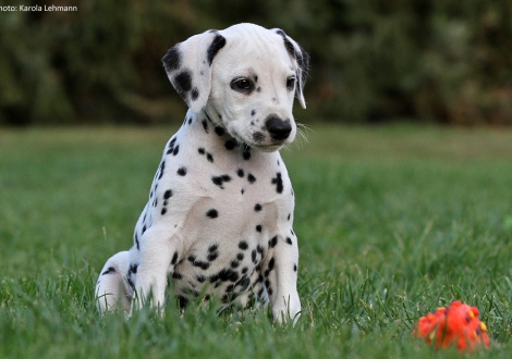 Christ ORMOND Precious Primrose - Rosa Halsband (Hündin)