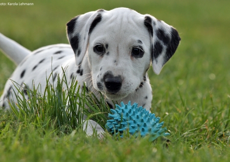 Christi ORMOND Precious Primrose - Rosa Halsband (Hündin)