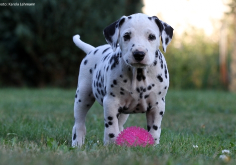 Christi ORMOND Pacific Ocean - Blaues Halsband (Rüde)