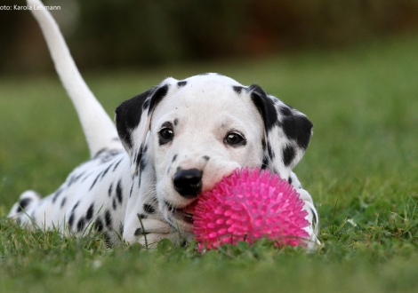 Christi ORMOND Pacific Ocean - Blaues Halsband (Rüde)