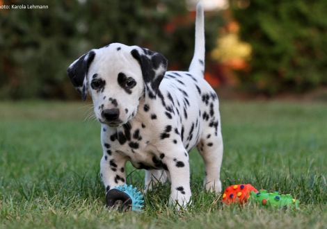 Christi ORMOND Panda Bear - Grünes Halsband (Rüde)