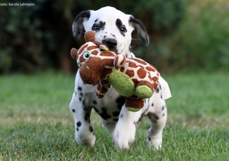 Christi ORMOND Panda Bear - Grünes Halsband (Rüde)