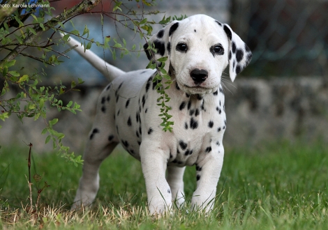 Christi ORMOND Prime Time - Ohne Halsband (Rüde)