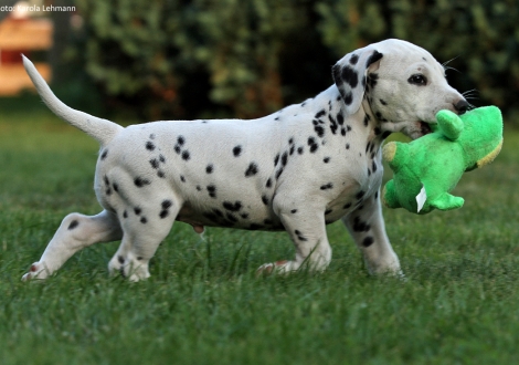 Christi ORMOND Prime Time - Ohne Halsband (Rüde)