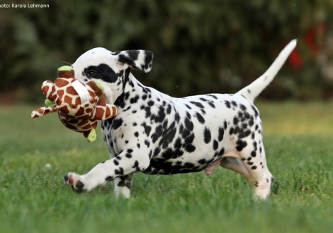 Christi ORMOND Pirate Ghost - Monokel (Rüde)