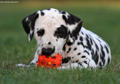 Christi ORMOND Pirate Ghost - Monokel (Rüde)