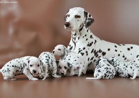 Christi ORMOND Incognito Celebrity with her Christi ORMOND P - Litter 3rd week of life