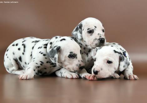 Left green collar (male), middle without collar (female) and right blue collar (male)