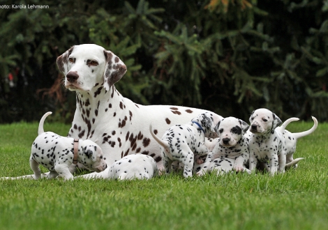 Christi ORMOND Incognito Celebrity with her Christi ORMOND P - Litter 4th week of life