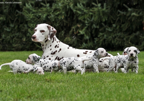 Christi ORMOND Incognito Celebrity with her Christi ORMOND P - Litter 4th week of life