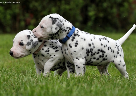 Left pink collar (female) and right blue collar (male)