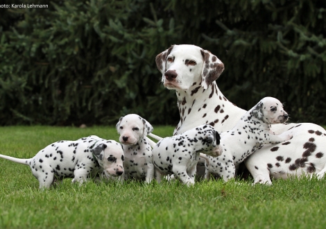 Christi ORMOND Incognito Celebrity with her Christi ORMOND P - Litter 4th week of life