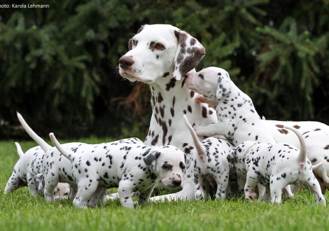 Christi ORMOND Incognito Celebrity with her Christi ORMOND P - Litter 4th week of life