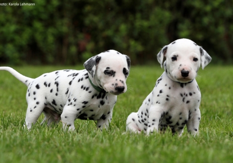 Left green collar (male) and right blue collar (male)