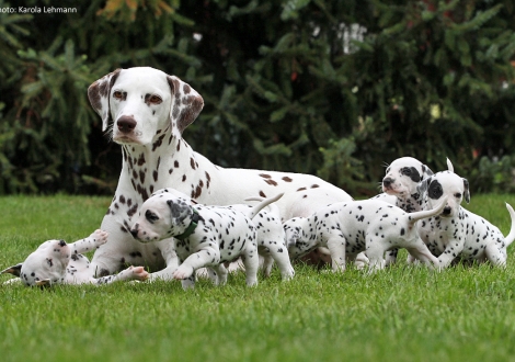 Christi ORMOND Incognito Celebrity with her Christi ORMOND P - Litter 4th week of life