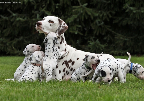 Christi ORMOND Incognito Celebrity with her Christi ORMOND P - Litter 4th week of life