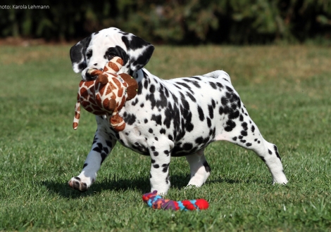 Christi ORMOND Pirate Ghost (male)