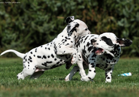 Left Christi ORMOND Precious Primrose (female) and right Christi ORMOND Pirate Ghost (male)