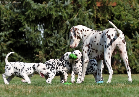 Mother Christi ORMOND Incognito Celebrity with her puppies