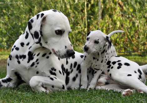 Grandpa of the litter Spotnik's First Farao For Ormond with Christi ORMOND Precious Primrose (female)