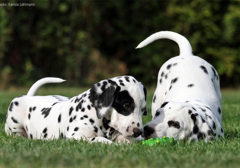 Left Christi ORMOND Penny Lane (female) and right Christi ORMOND Prime Time (male)