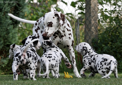 Aunt of the litter Christi ORMOND Knjazjouna Kyra with the Christi ORMOND P - litter