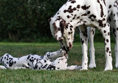 Aunt of the litter Christi ORMOND Knjazjouna Kyra with Christi ORMOND Pandora Luna (female)