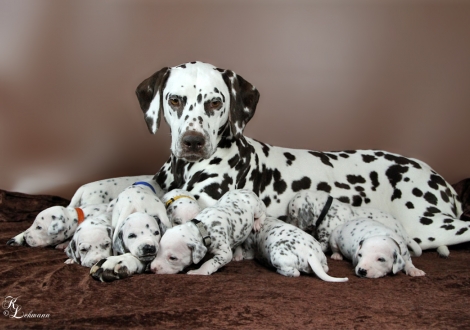 Christi ORMOND First Fairytale with her Christi ORMOND R - Litter 3rd week of life