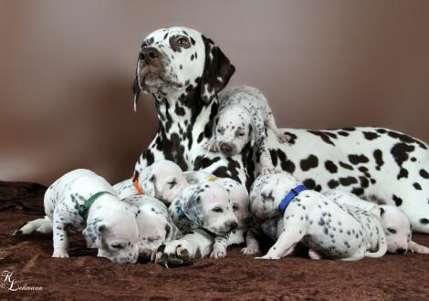 Christi ORMOND First Fairytale with her Christi ORMOND R - Litter 3rd week of life