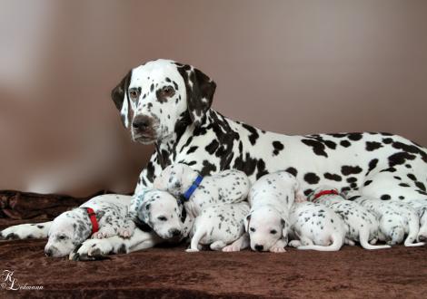 Christi ORMOND First Fairytale with her Christi ORMOND R - Litter 3rd week of life