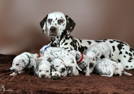 Christi ORMOND First Fairytale with her Christi ORMOND R - Litter 3rd week of life