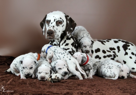 Christi ORMOND First Fairytale with her Christi ORMOND R - Litter 3rd week of life