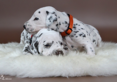 Above female, colour white - black (collar orange) and below female, colour white - liver (collar red)