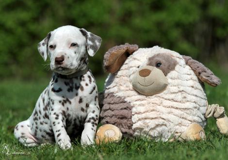 Christi ORMOND Rhythm and Blues | male, colour white - liver (collar gray)