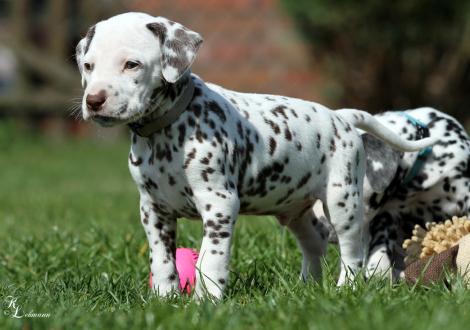 Christi ORMOND Rhythm and Blues | male, colour white - liver (collar gray)