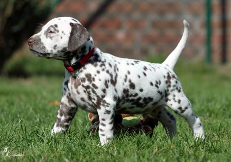 Christi ORMOND Ring of Fire | male, colour white - liver (collar red)