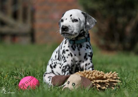 Christi ORMOND Rush Hour | male, colour white - black (collar light blue)