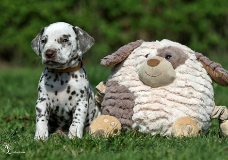 Christi ORMOND Right beside You | male, colour white - liver (collar yellow)