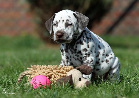 Christi ORMOND Roman Empire | male, colour white - liver (collar black)