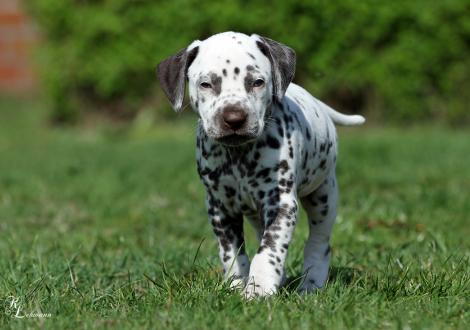 Christi ORMOND Roman Empire | male, colour white - liver (collar black)