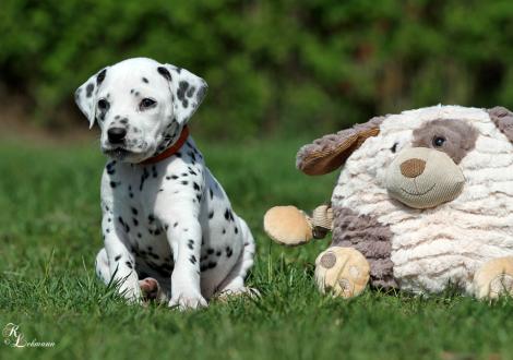 Christi ORMOND Real Diamond | female, colour white - black (collar orange)