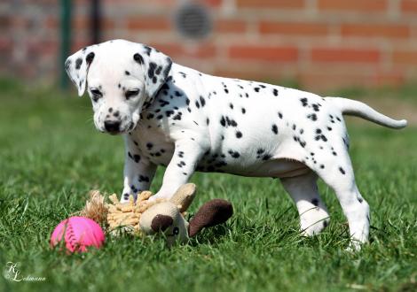 Christi ORMOND Real Diamond | female, colour white - black (collar orange)