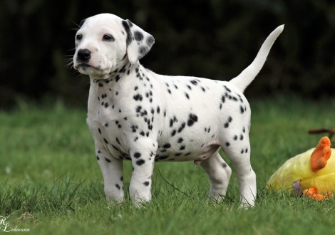 Christi ORMOND Raise me Up | male, colour white - black (collar brown)