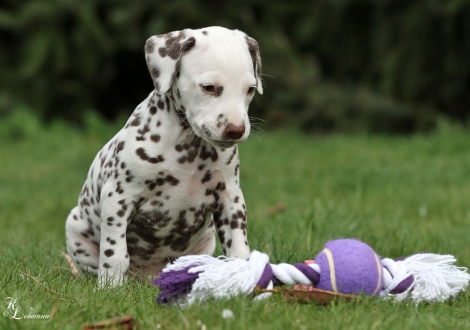 Christi ORMOND Rhythm and Blues | male, colour white - liver (collar gray)