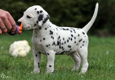 Christi ORMOND Read my Mind | male, colour white - black (collar blue)