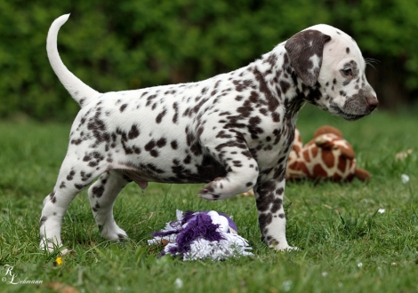 Christi ORMOND Ring of Fire | male, colour white - liver (collar red)