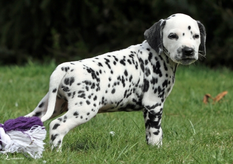 Christi ORMOND Rush Hour | male, colour white - black (collar light blue)