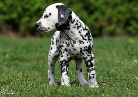 Christi ORMOND Rush Hour | male, colour white - black (collar light blue)