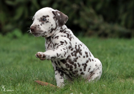 Christi ORMOND Right beside You | male, colour white - liver (collar yellow)